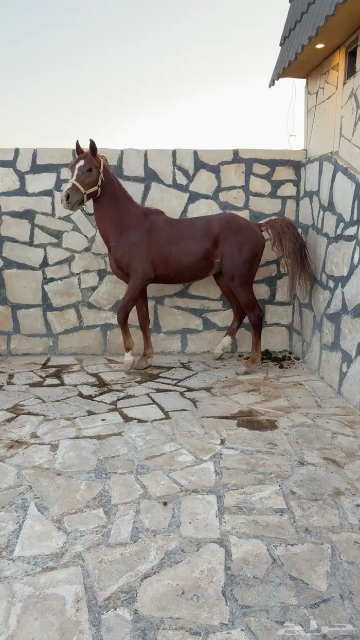 حصان شعبي حار جدا  و العمر 3 ونص ولا يشتكي من شي شرط 2