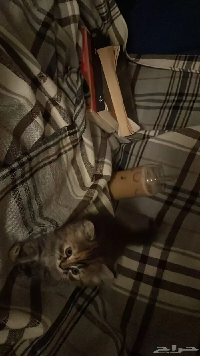 قطه 4