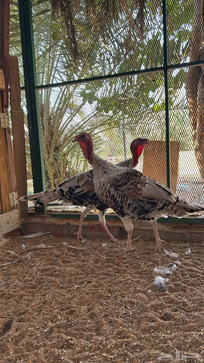 ديوك رومي 3