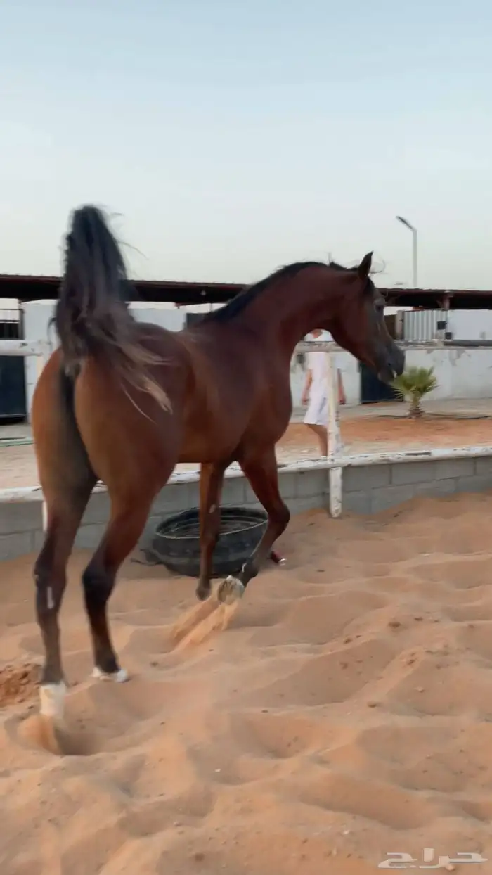 تدريب ركوب الخيل 1