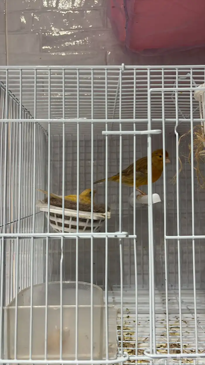 طيور للبيع 0