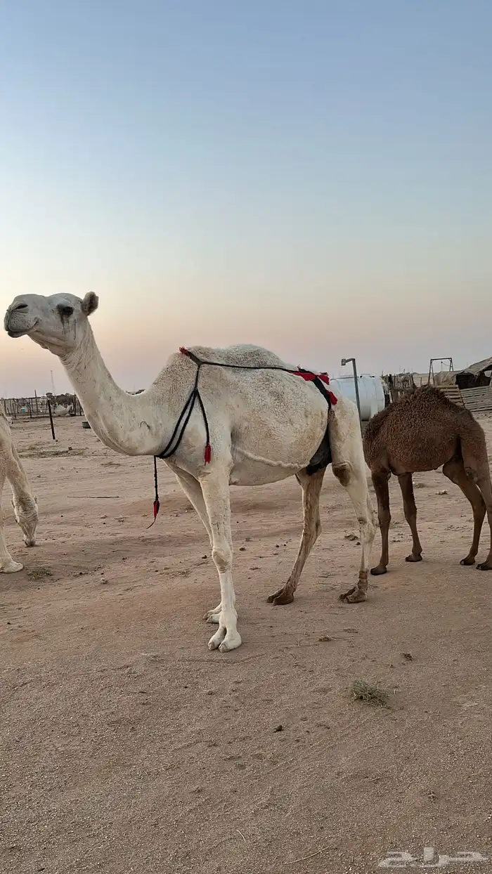 عشرا وضحا في الدوادمي 1