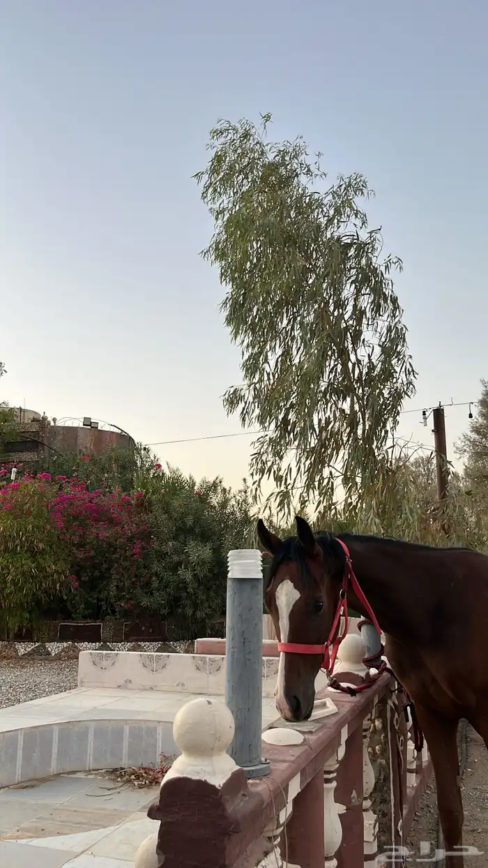 للبيع حصان شعبي 0