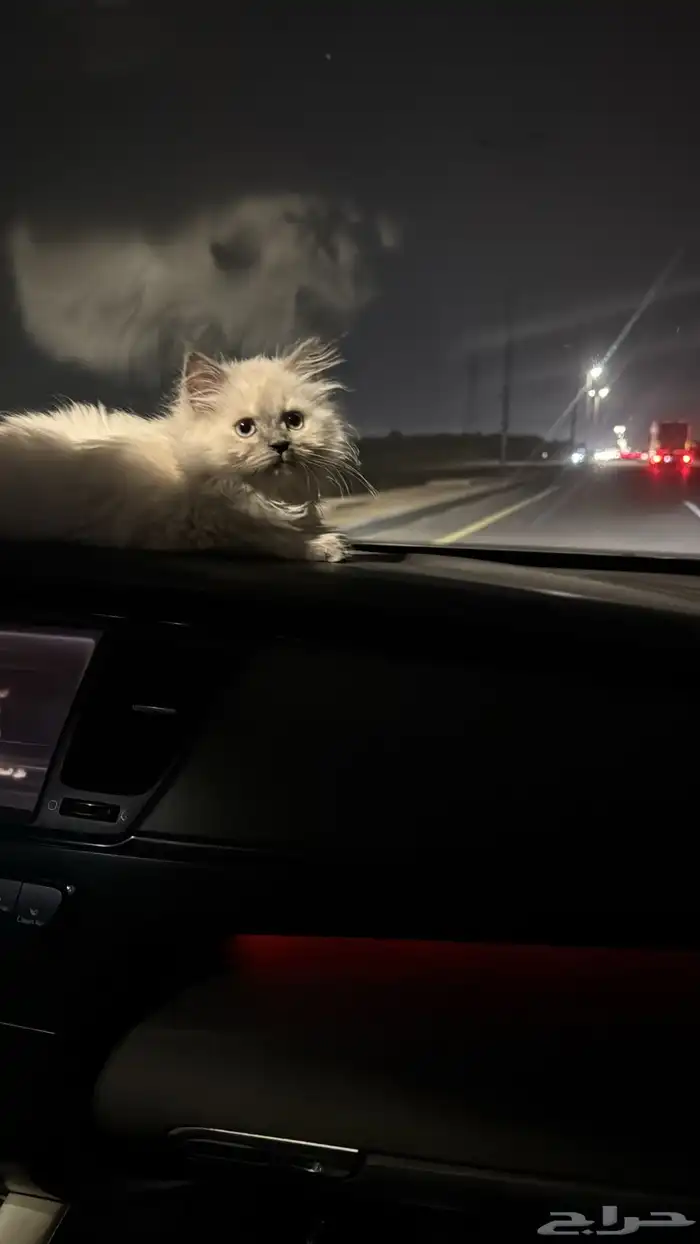 قطه هملايا للبيع 2