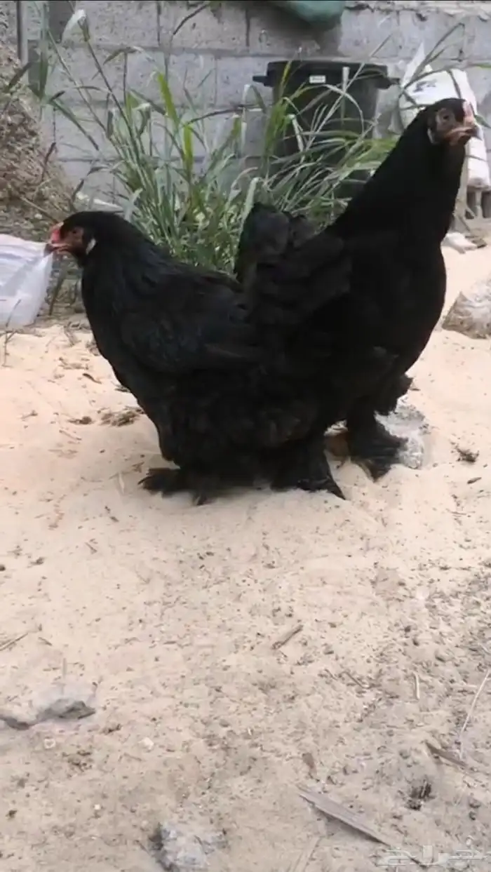 دجاج وحمام 0
