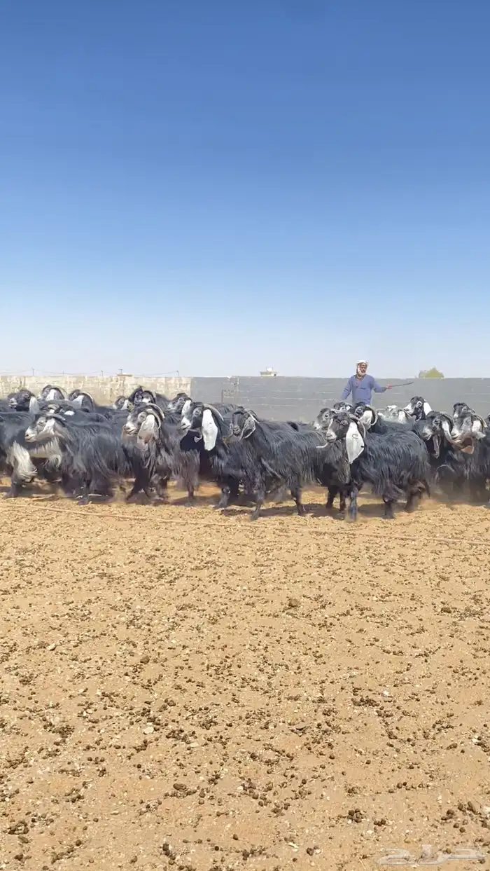 معزا عوارض مراح خوات بعض صنف 4