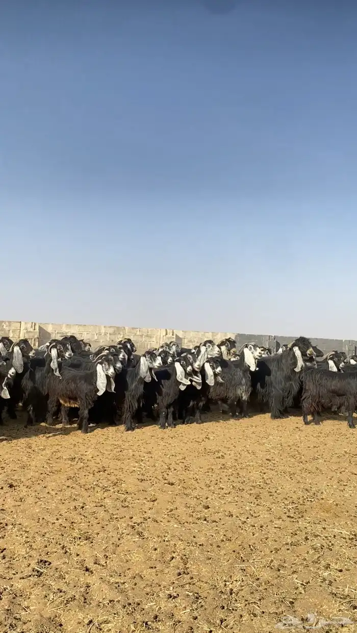 معزا عوارض مراح خوات بعض صنف 0