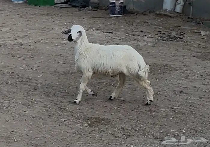 عنز معها جفره وطلي حري ذبيحه 6