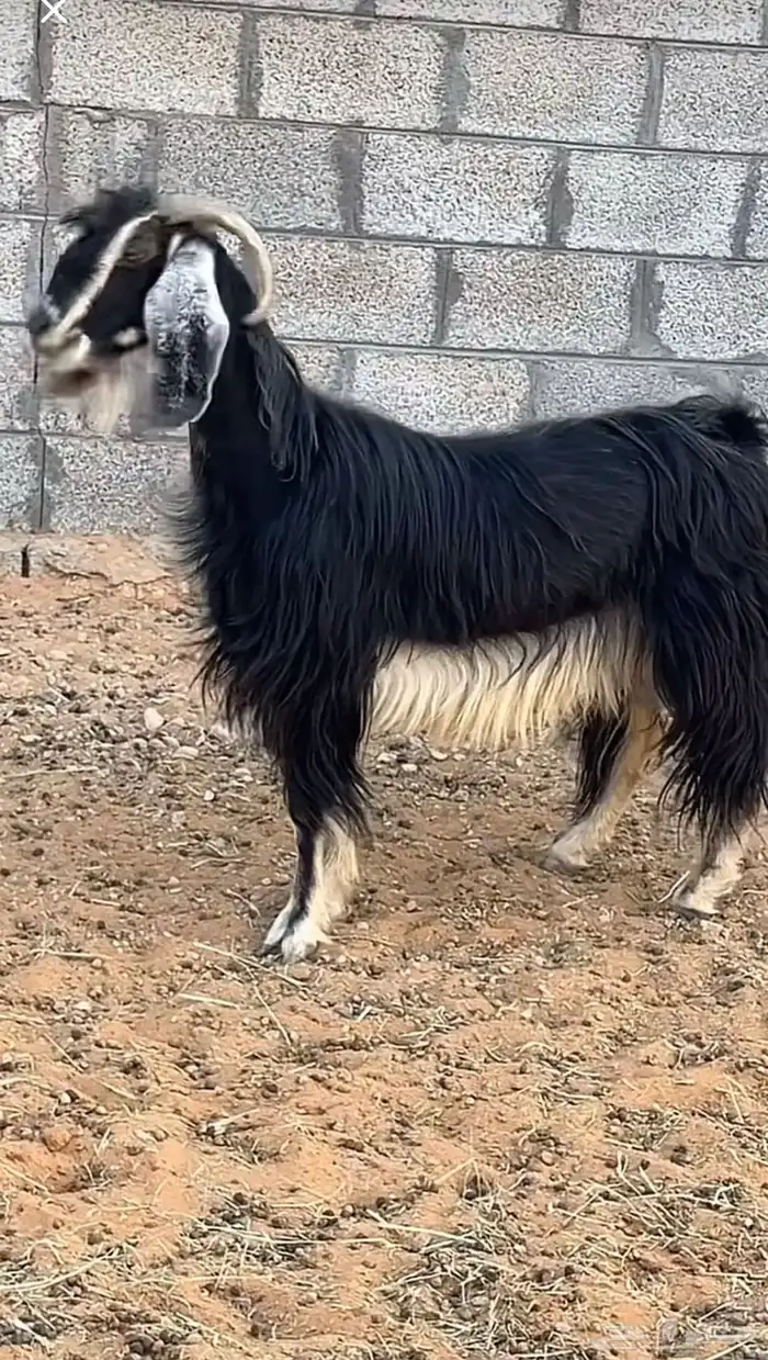 عنز عارضيه دافع 1