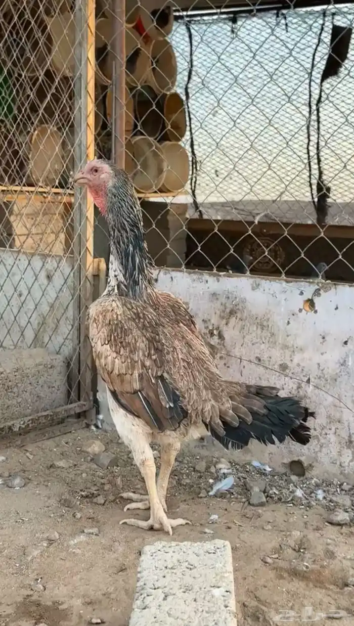 البيع دجاجه شامو ياباني 0