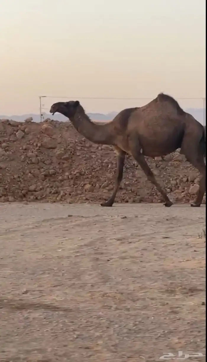 لقحه صفرا 2
