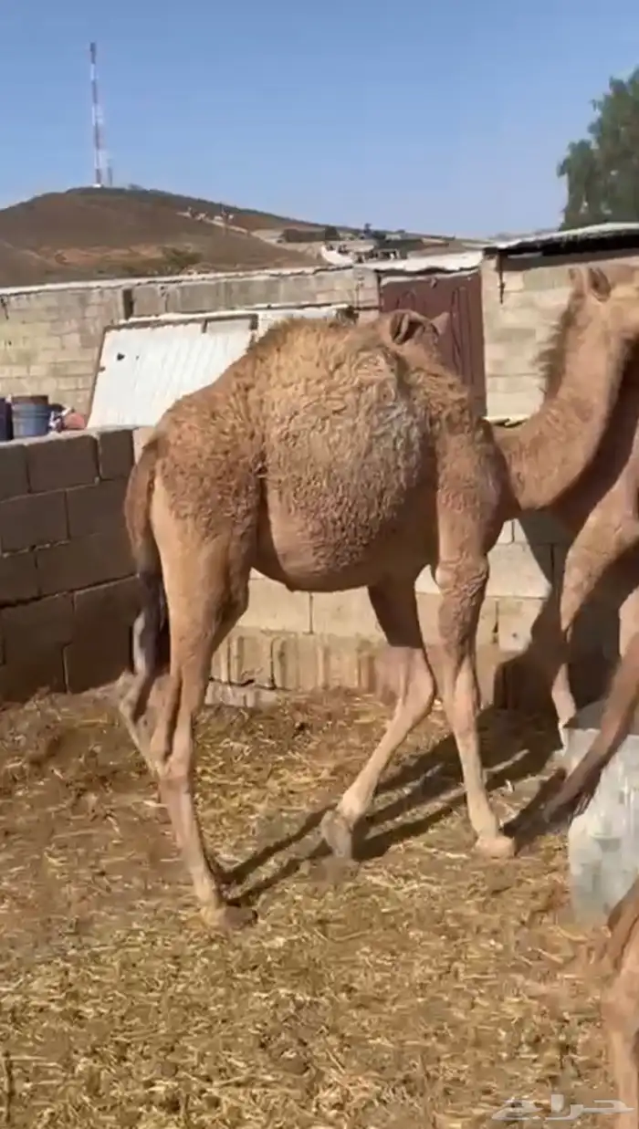 قعود لباني للبيع اثمان 2