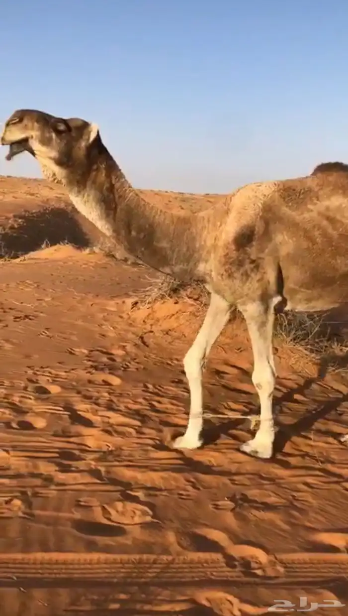 بعير باتلي 3