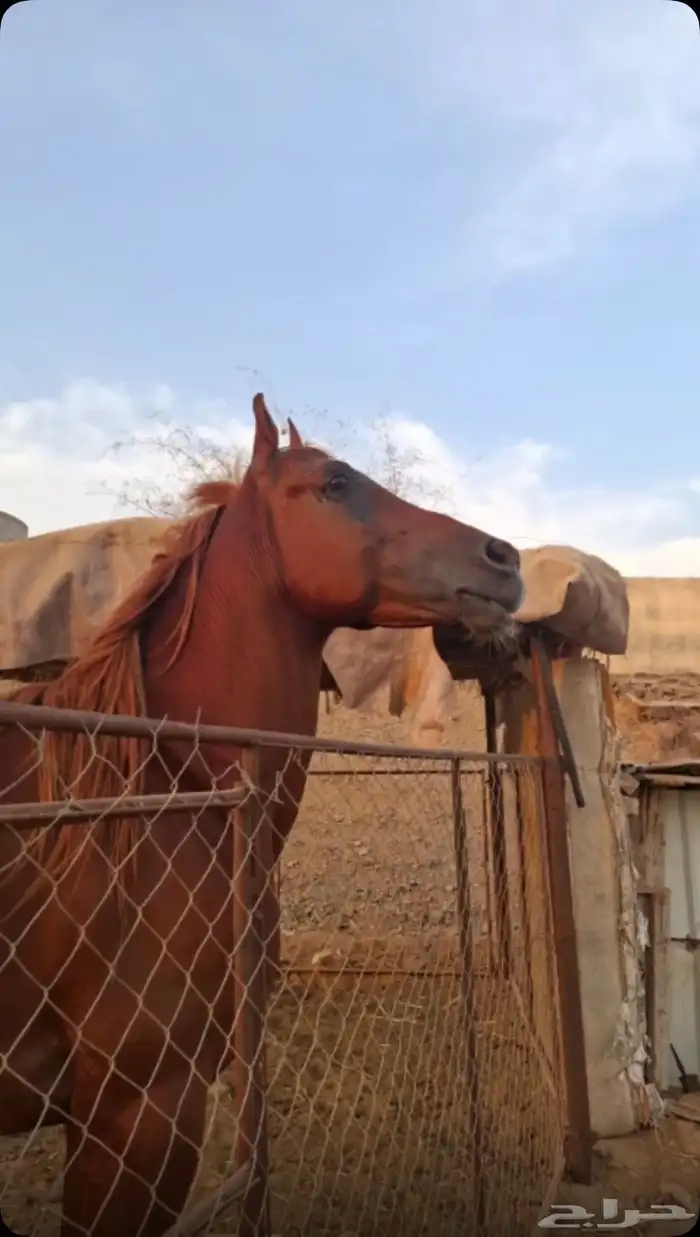 حصان جزيري شعبي 2