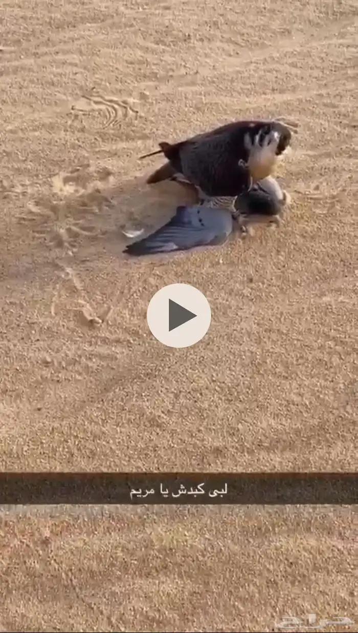 شاهين بحريه 0