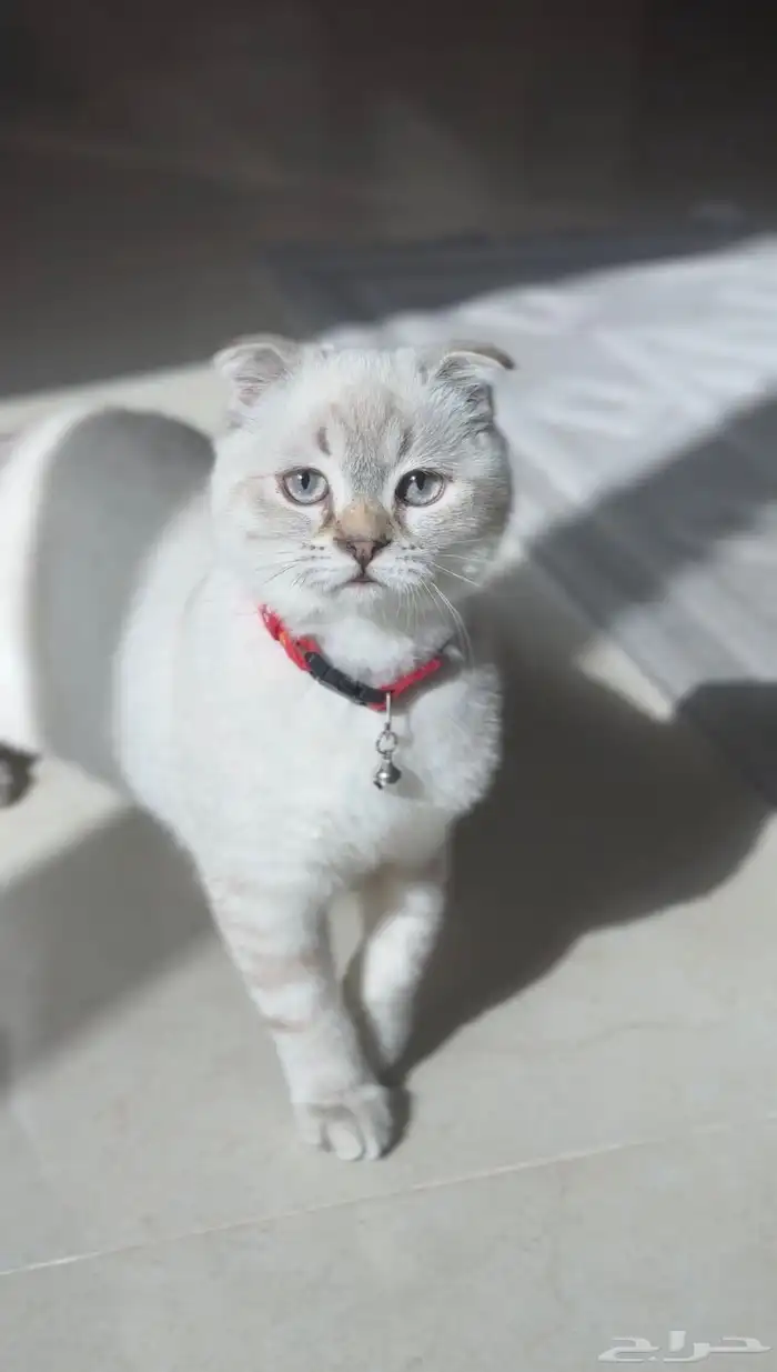 Scottish cat for adoption 0
