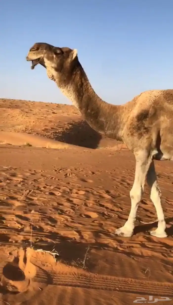 بعير باتلي 1