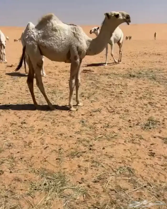 قعود اشقح كفوو على ولد الحاكم 1