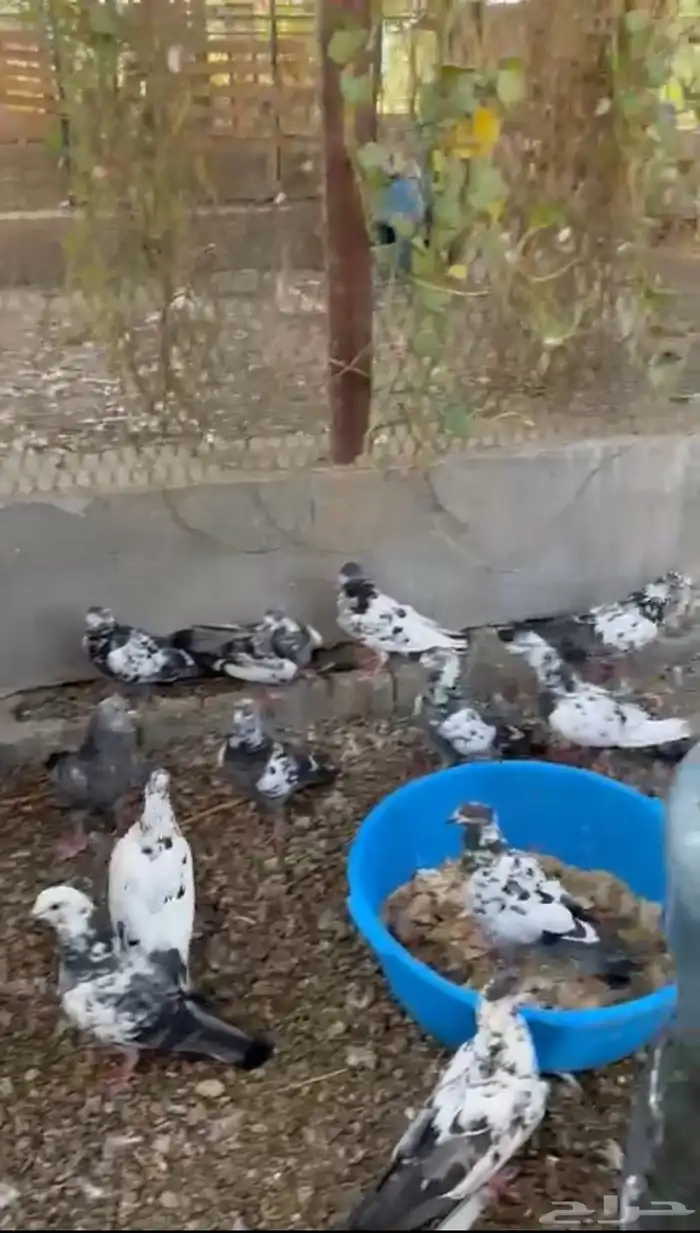 حمام شماعي 0