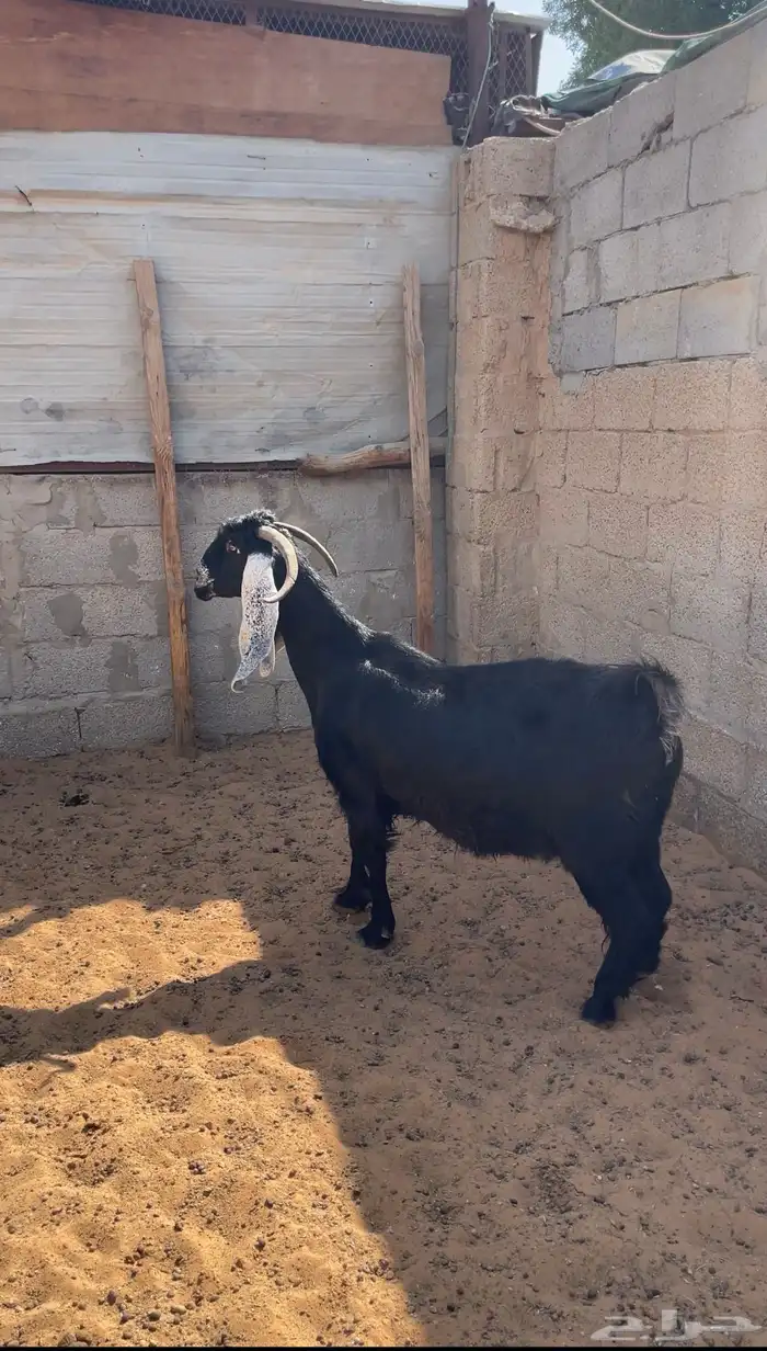 عنز 0