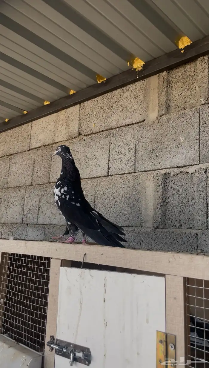 طبات رامبوري فواااخر ( تم البيع ) 1