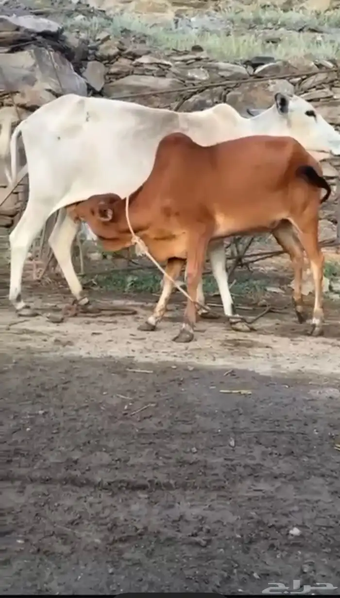 تم البيع 0