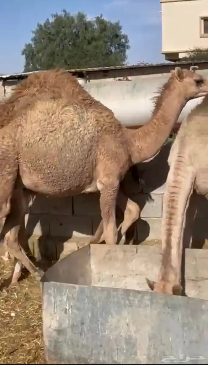 قعود لباني للبيع اثمان 1