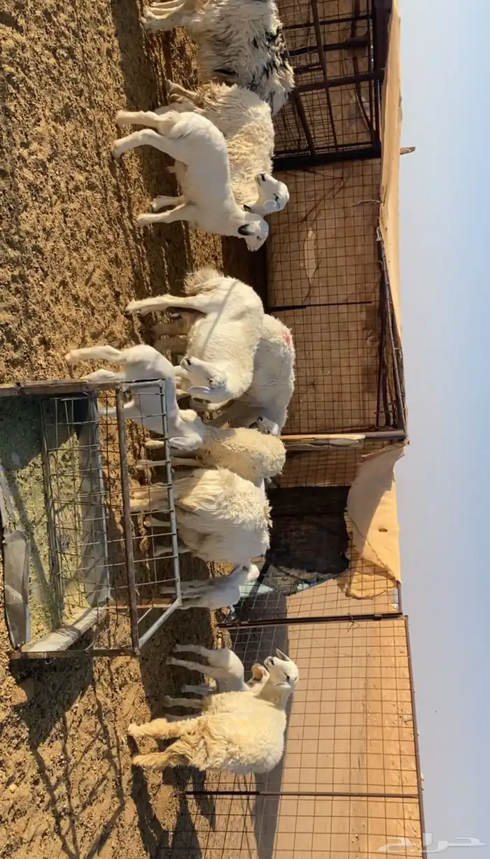 رخال حريات خلفات 3