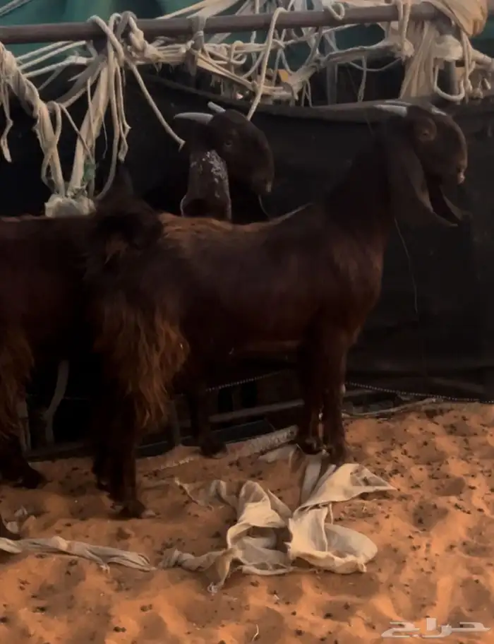 جفار قبرصيات طيبه خصم الموقع رماح 6