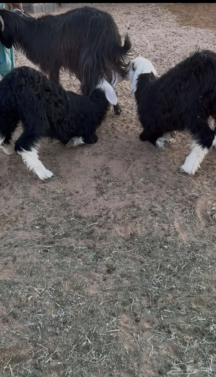 دواغير نجد 0
