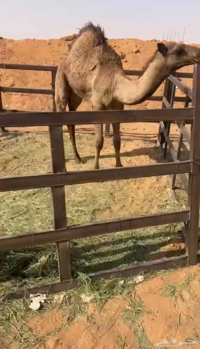 حاشي سمين جدااا 1