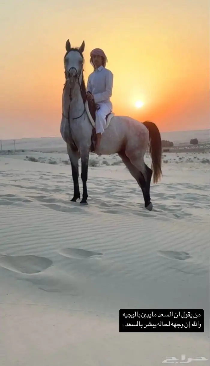 حصان جزيري 4