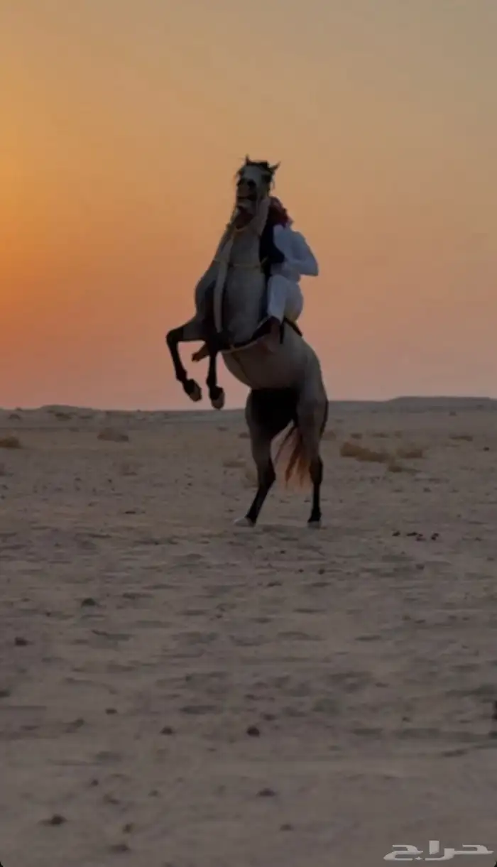 حصان جزيري 2