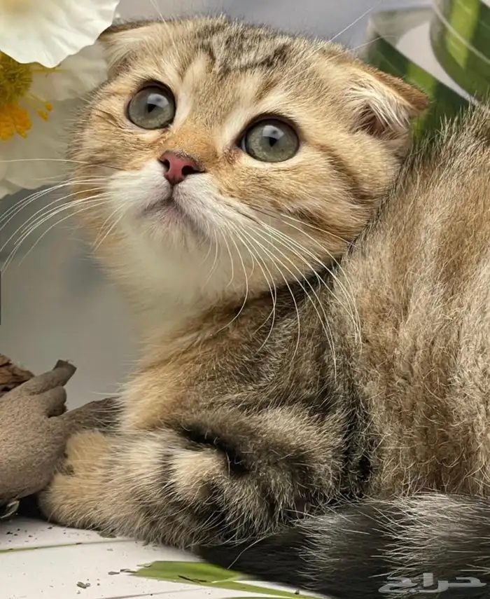 قطه سكوتش فولد تايقر للبيع 0