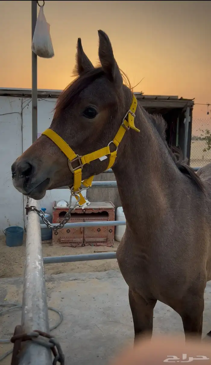 مهره جمال ومستقبل انتاج 1