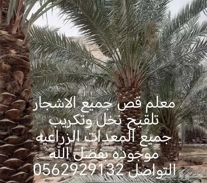 معلم قص جميع الاشجار تلقيح نخل وتكريب النخل 8