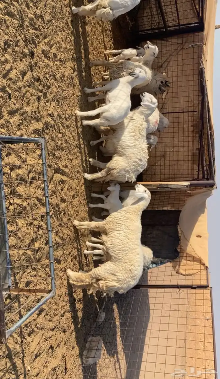 رخال حريات خلفات 4