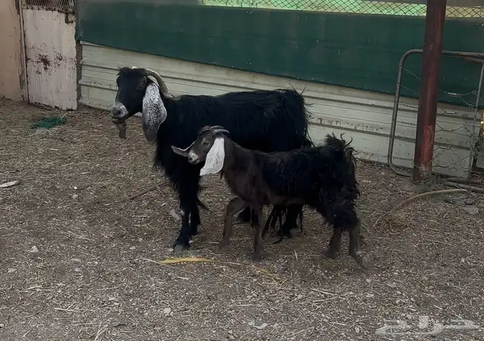 عنز معها جفره وطلي حري ذبيحه 0