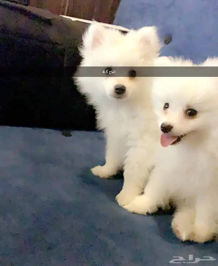 زوج كلاب منتج Pomeranian 7