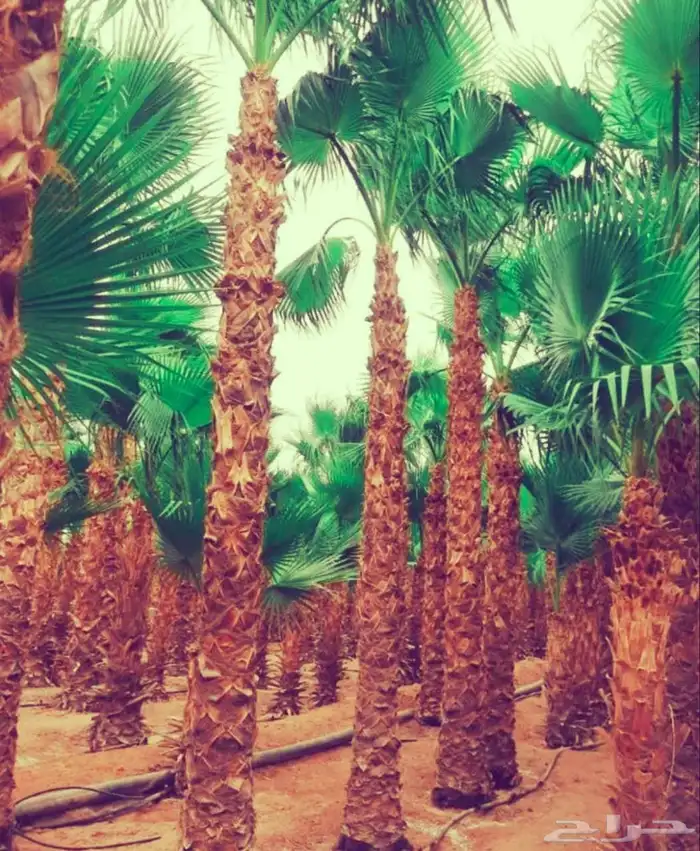 نخل مثمر للبيع نخل واشنطني زينه للبيع نقايل صقعي برحي سكري 3