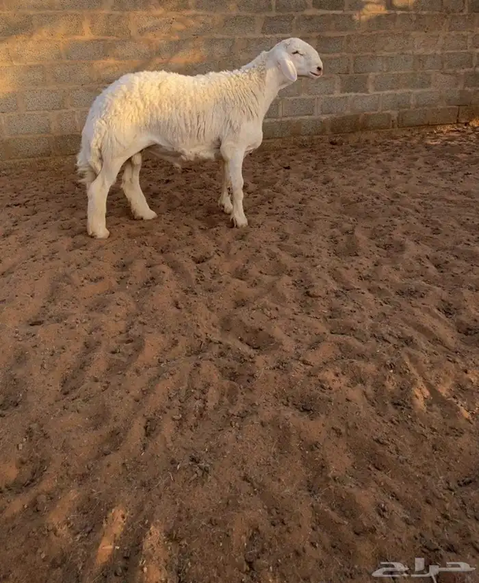 خرفان ناهية 0