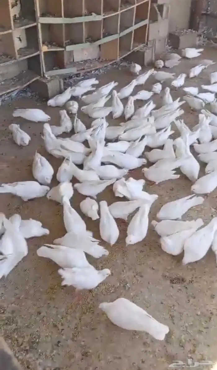 حمام فرنسي جامبو حول 50 جوز وفيه مقطع فديو تواصل واتس 0