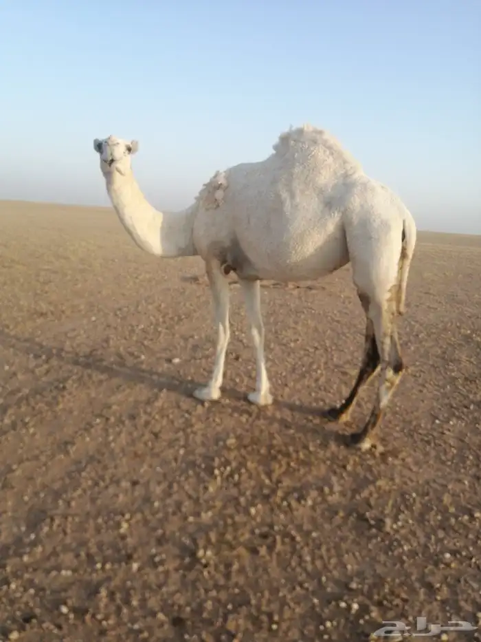 ناقه وضحاء ضريبة وسنها ثنيه الموقع كبري قريب كبري الشاميه 3