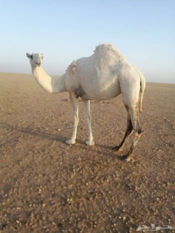 ناقه وضحاء ضريبة وسنها ثنيه الموقع كبري قريب كبري الشاميه 0