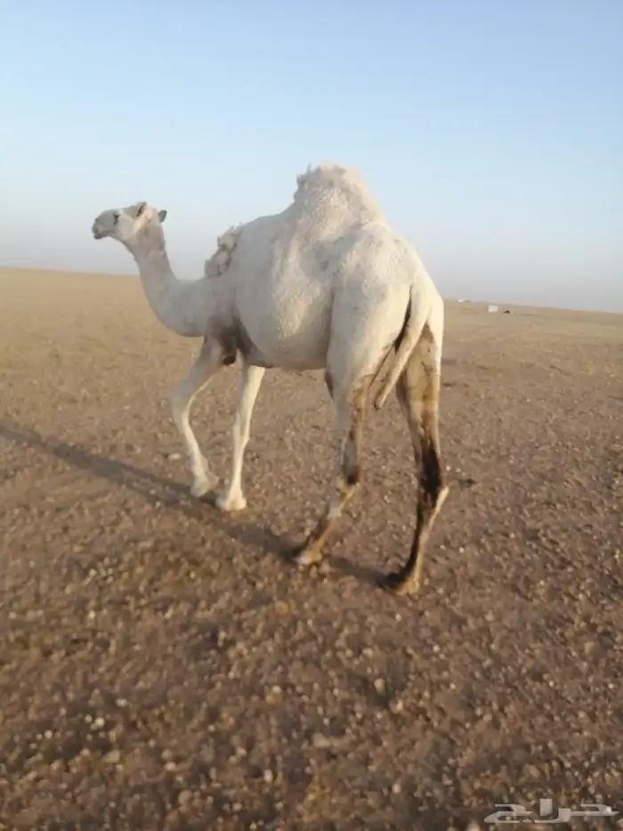 ناقه وضحاء ضريبة وسنها ثنيه الموقع كبري قريب كبري الشاميه 2