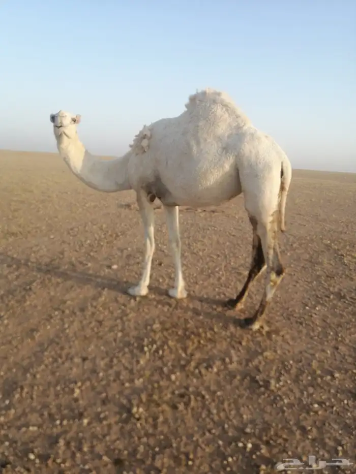ناقه وضحاء ضريبة وسنها ثنيه الموقع كبري قريب كبري الشاميه 1