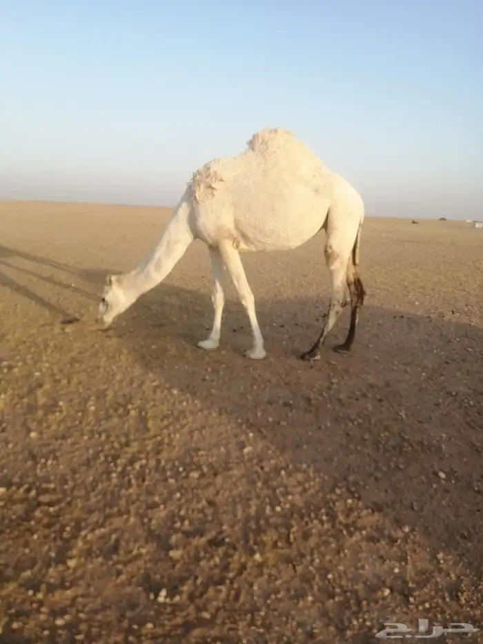 ناقه وضحاء ضريبة وسنها ثنيه الموقع كبري قريب كبري الشاميه 4