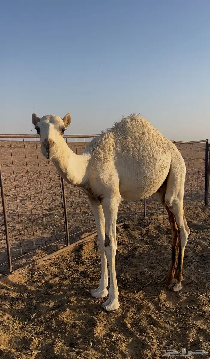 قعود 0