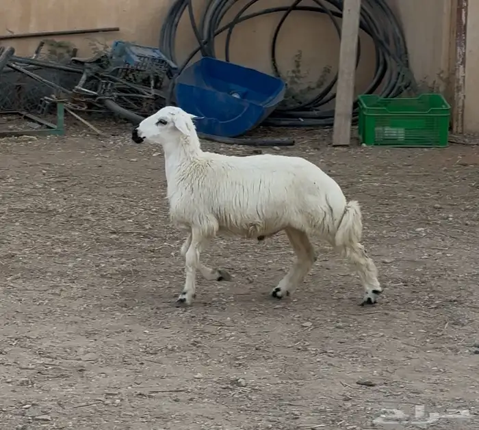 عنز معها جفره وطلي حري ذبيحه 4