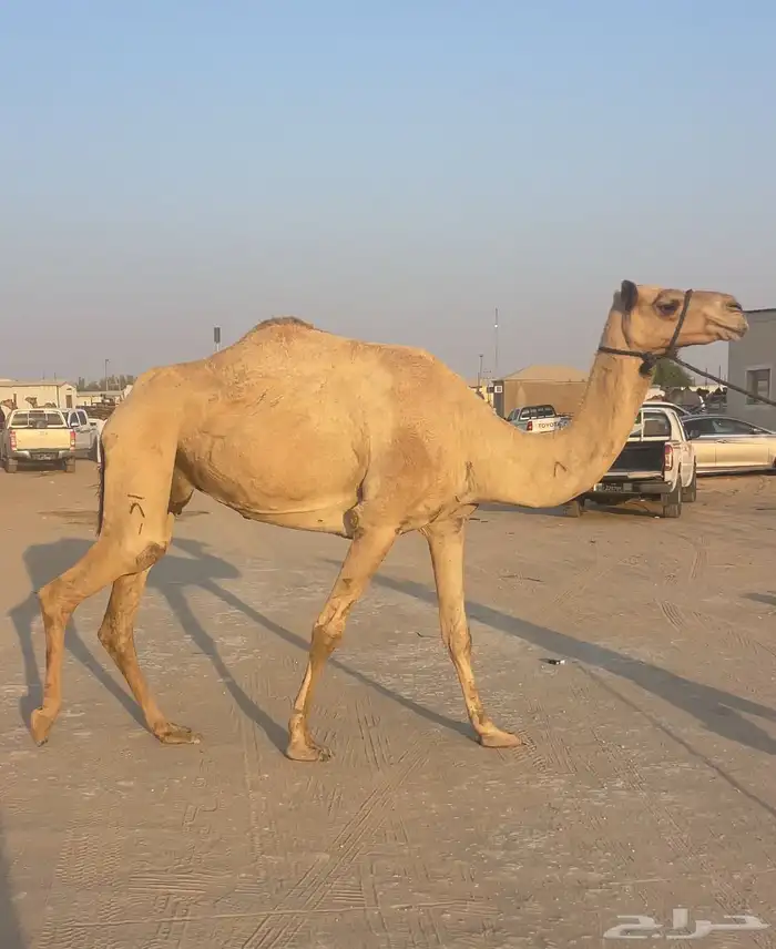 هجن سودانيه عشراء عليها وسم الشيخ زايد وسم ال ثاني 0
